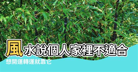 蕨類植物風水|家居風水：種蕨樹有什麼好處？【家裡養蕨 風水】 – 八字算命